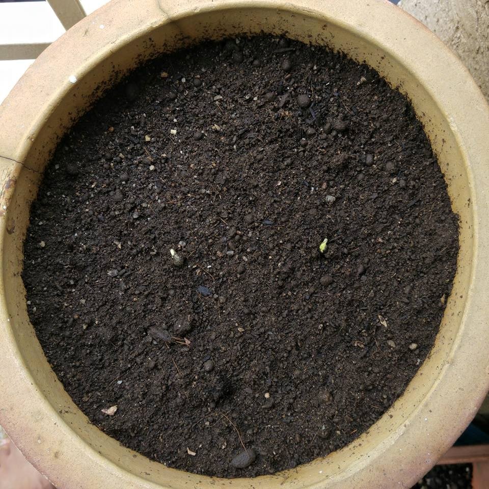 Organic Potting Soil by Biomax