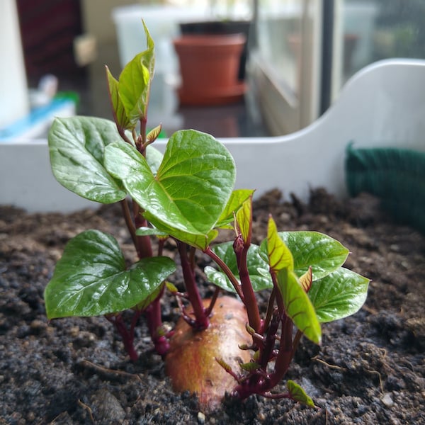 How to grow Sweet Potato leaves